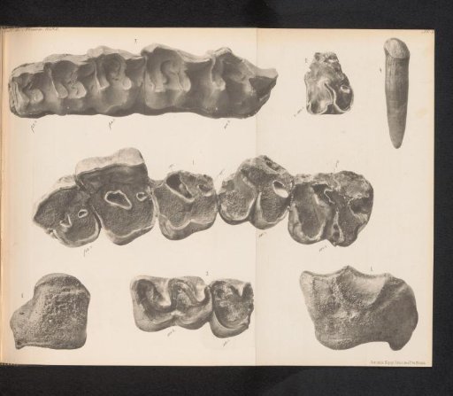 Seven parts of the dentition of different species of rhinoceroses