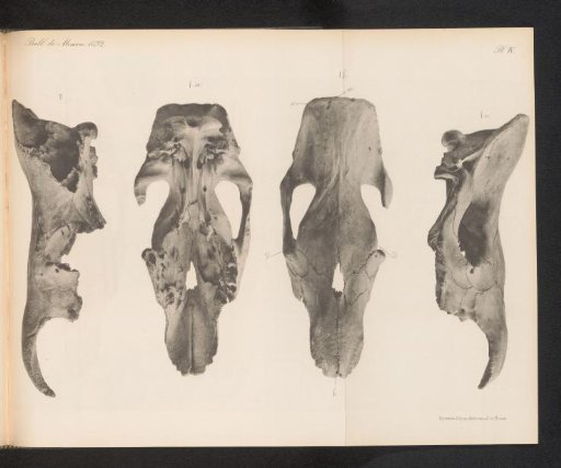 Four views of a skull of a woolly rhinoceros