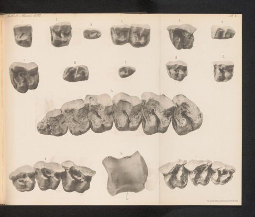 Fifteen teeth or parts of the dentition of various species of rhinoceroses
