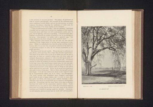 An American elm
