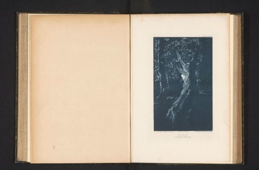 View of a Tree Nymph