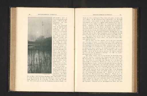 View of reeds before a body of water