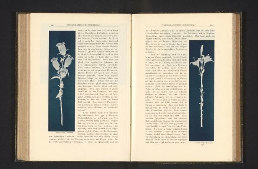 Flowers on stems