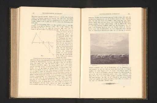 View of a Flock of Sheep on a Pasture