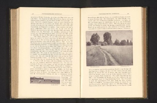 View of a meadow with sheep