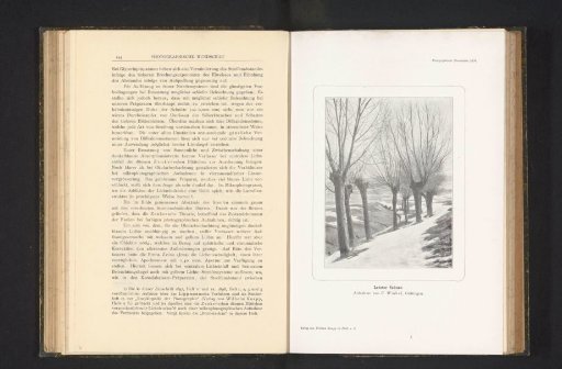 Pollard Willows in the Snow