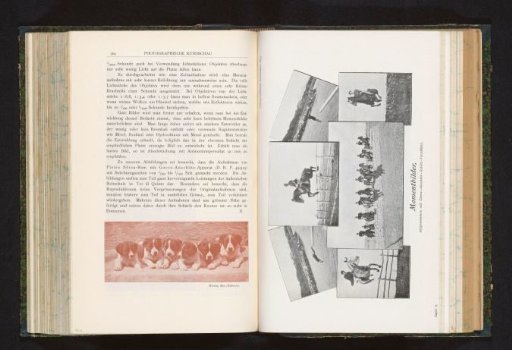 Collage of photographs of equestrian sports and swimming