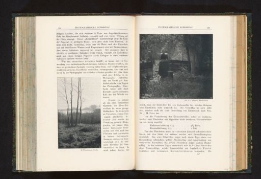 Four Tree Trunks on a Bank