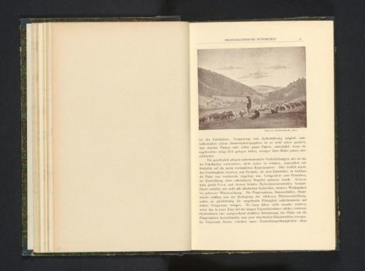 Shepherd with flock and dogs