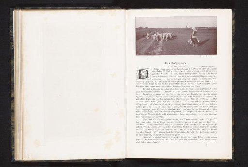 View of a flock of sheep with shepherd in the meadow