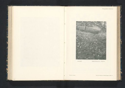 Dandelions in a Field