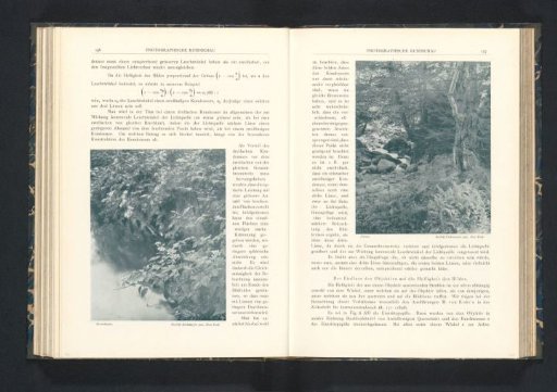 Ferns in a forest