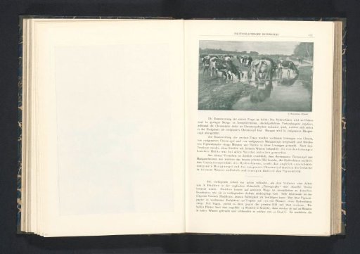 Cows by a pool of water