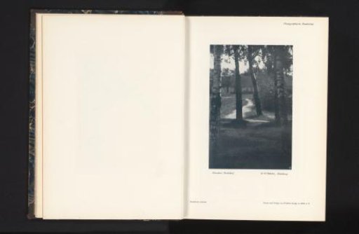 View of a number of trees