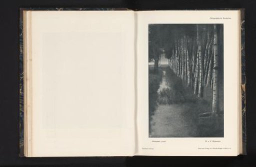 View of a row of trees with a narrow ditch beside it