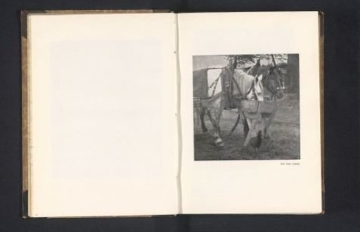 Two harnessed horses at a trough
