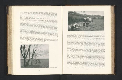 Landscape, with trees in the foreground