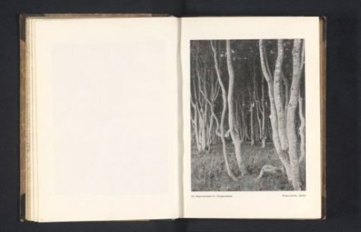 View of a forest