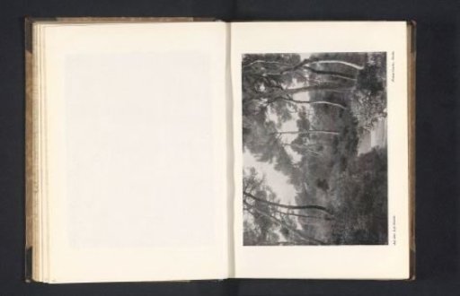 Forest on Cap Martin near Monaco