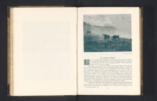 Misty landscape with three cows
