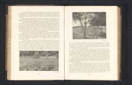 View of a ditch with water lilies