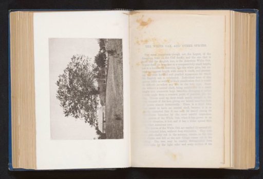 View of a farm with an oak