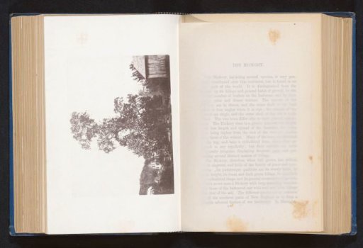 View of a black walnut at Wyoming