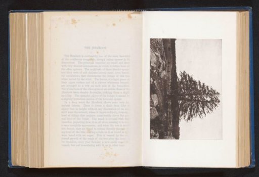 View of a hemlock tree at West Dedham