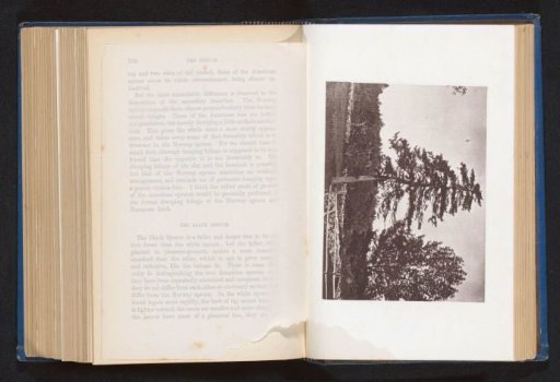View of a meadow with a black spruce