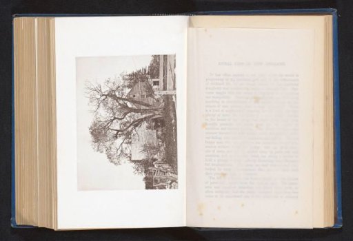 View of a mulberry tree at Wyoming