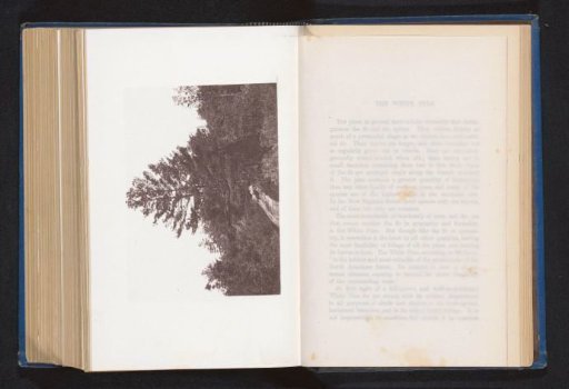 View of a Weymouth pine at Melrose