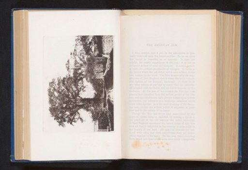 Landscape with a house and an elm