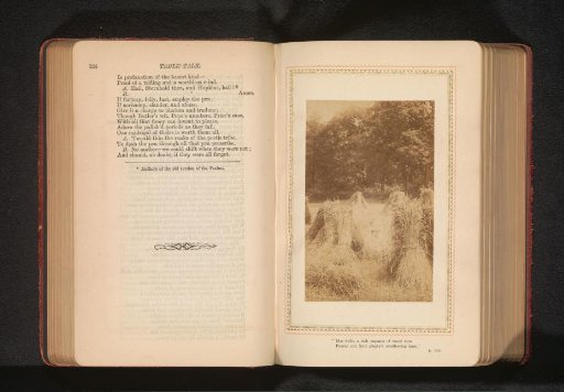 Bundles of straw in a field