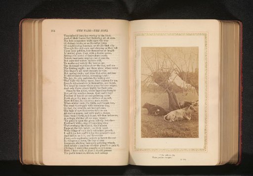 Four cows and two willows in a field