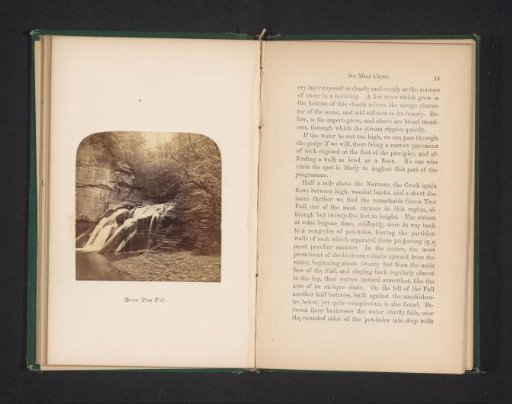 Green Tree Fall