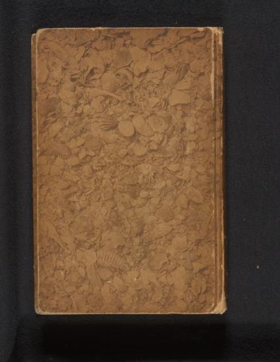 Coquina from Saint Augustine