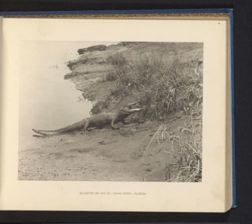 Alligator on the bank of the Saint Johns River in Florida