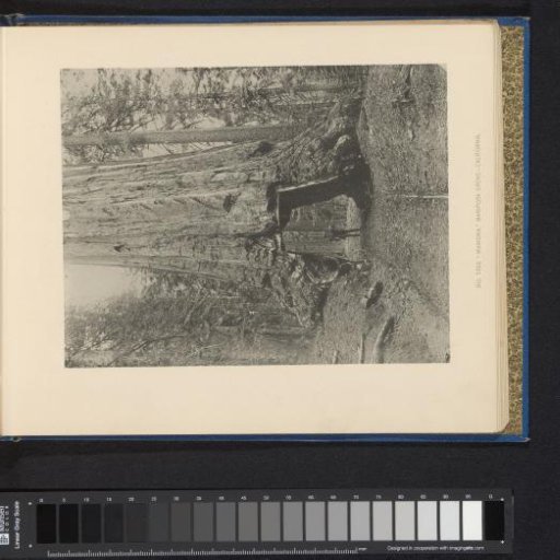 View of the Wawona Tree in the Mariposa Grove with a Man with a Rifle in the Tunnel