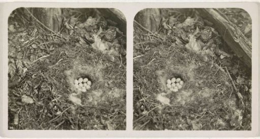 Nest with Eggs of the Great Tit