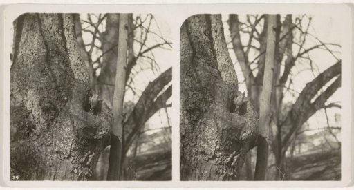 Treecreeper at the Entrance of a Nest in a Tree Trunk