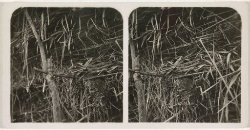Wren at a Nest