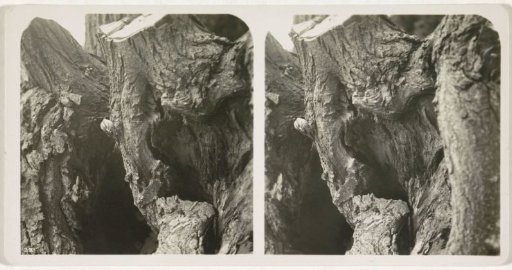 Treecreeper on a Tree Trunk