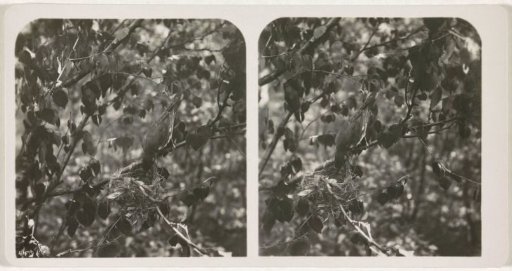 Cuckoo weaver building a nest in a tree