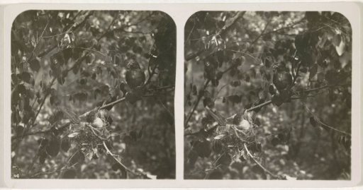 Two cuckoo weavers, one sitting on a nest and the other holding an insect in its beak
