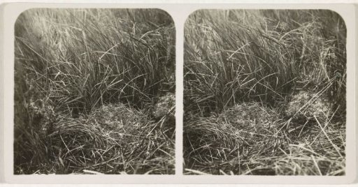 Nest of the skylark