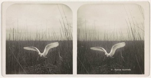 Spoonbill with spread wings