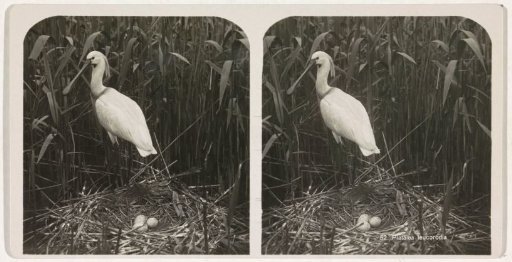 Spoonbill standing next to a nest with three eggs