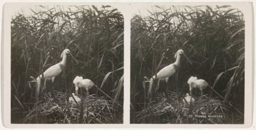 Spoonbill at a nest with three young