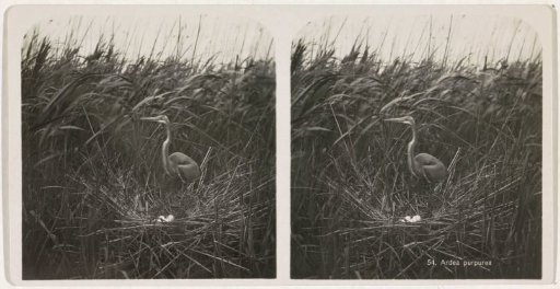 Purple heron at a nest with three young