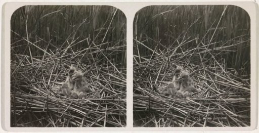 Young purple herons in a nest